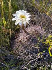 Echinopsis leucantha