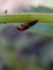 Medonina