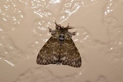 Lymantria mathura aurora