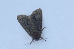 Acronicta impressa