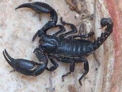 Heterometrus laoticus