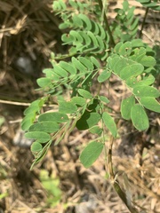 Adenanthera pavonina