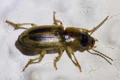 Stenolophus maculatus