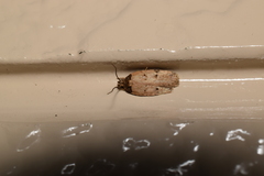 Psorosticha melanocrepida