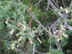 Senegalia wrightii