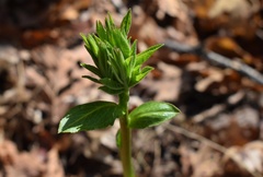 Dictamnus dasycarpus