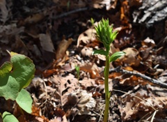 Dictamnus dasycarpus