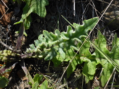 Cirsium fontinale