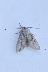 Egira crucialis
