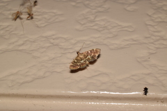 Piletocera sodalis