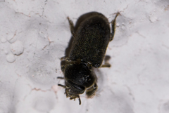 Heteroceridae