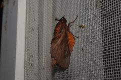 Gastropacha orientalis