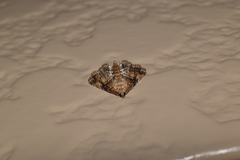 Elophila turbata