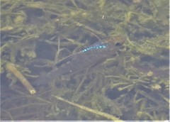 Cyprinodon variegatus variegatus