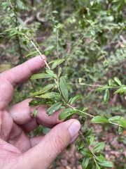 Neea buxifolia
