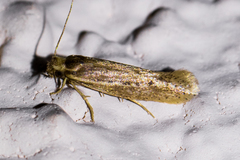 Ypsolopha sp-sw