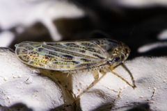 Euscelidius variegatus