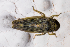 Euscelidius variegatus