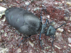 Meloe corvinus