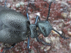 Meloe corvinus