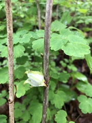 Asphondylia hydrangeae