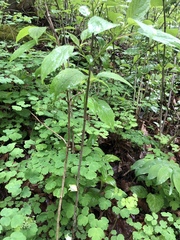 Asphondylia hydrangeae