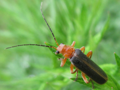 Cantharis soeulensis