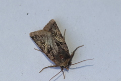Cerastis enigmatica