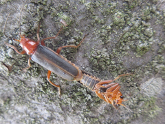 Cantharis soeulensis