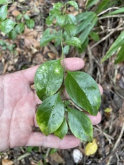 Schaefferia frutescens