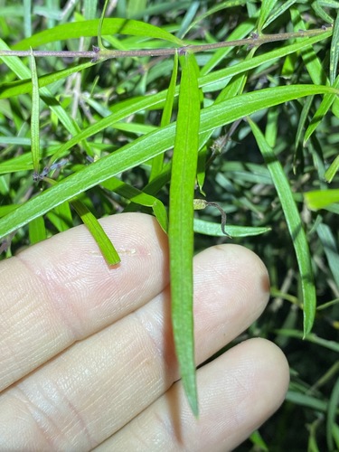 Image of Notelaea lloydii by (c) Greg Tasney, some rights reserved (CC BY-SA)