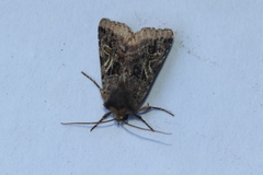 Cerastis enigmatica