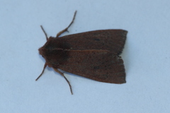 Orthosia transparens