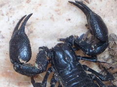 Heterometrus laoticus