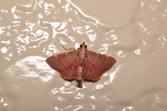 Hypsopygia pelasgalis