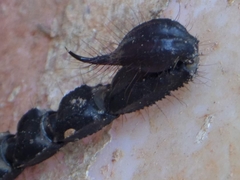 Heterometrus laoticus