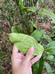 Heteropterys laurifolia