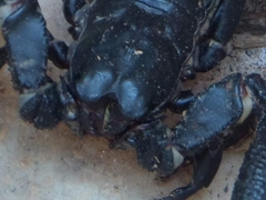 Heterometrus laoticus