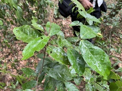 Heteropterys laurifolia