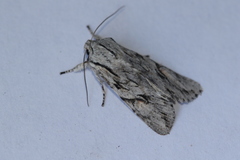 Egira crucialis