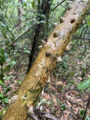 Zanthoxylum schreberi