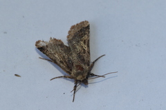 Cerastis enigmatica