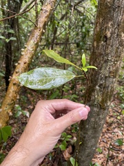 Zanthoxylum schreberi