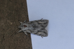 Egira crucialis