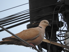 Streptopelia decaocto