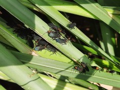 Oncopeltus luctuosus