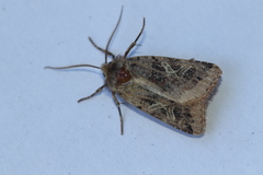 Cerastis enigmatica