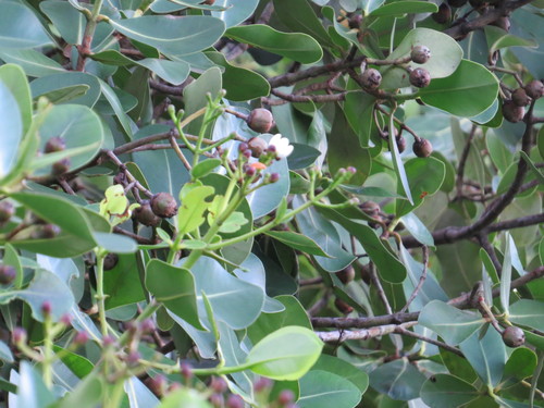 Clusia criuva (Clusia criuva)