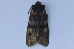 Lithophane dilatocula