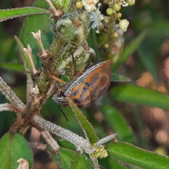 Orsilochides leucoptera